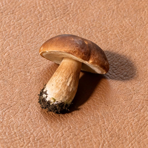 Mushroom Fiber Based